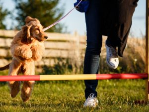 Building a strong bond with your pet through effective training strategies